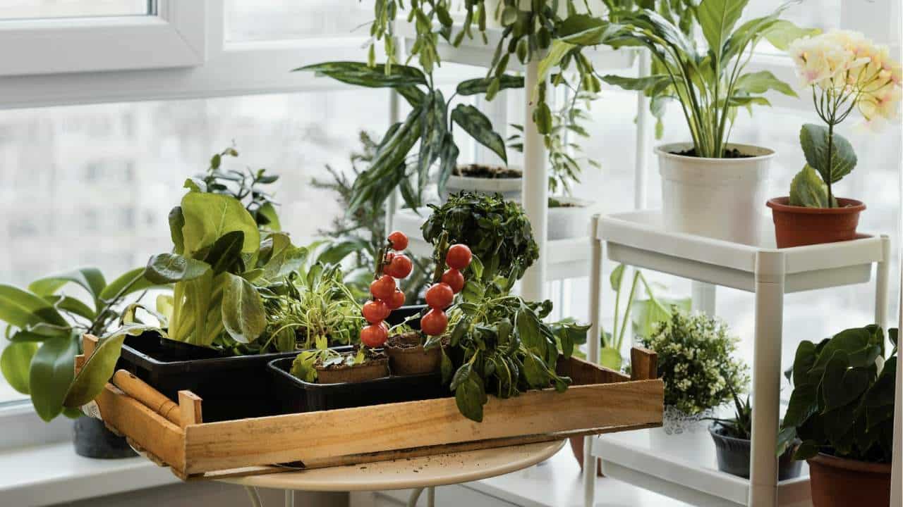 Faça um fertilizante simples mas eficaz para suas plantas em casa!