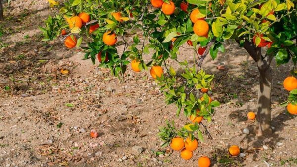 laranjas para fazer um fertilizante para plantas