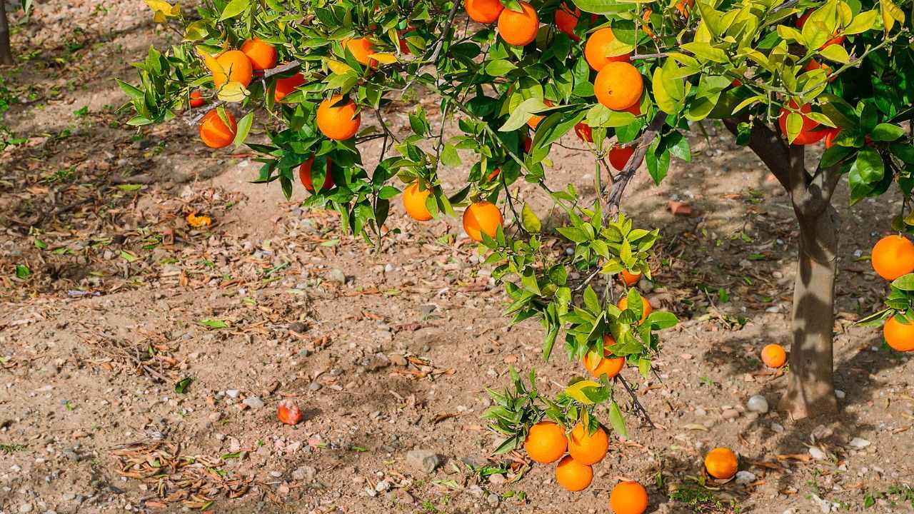 laranjas para fazer um fertilizante para plantas