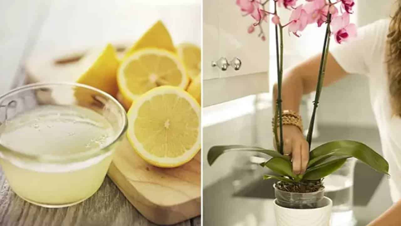 A dica do suco de limão para reviver e fazer suas orquídeas florescerem