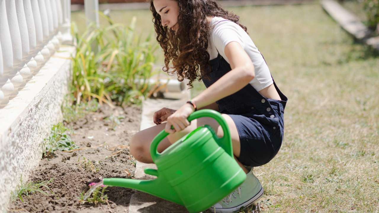 matar fungos das plantas