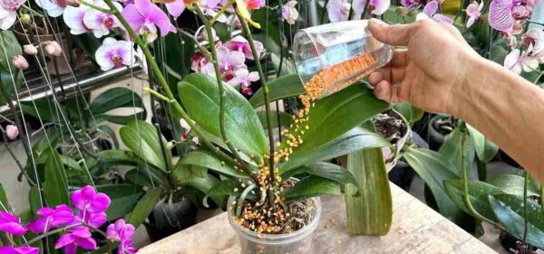 ingrediente é capaz de fazer a orquídea