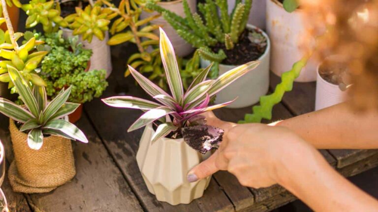 plantas lindas e livres de pragas