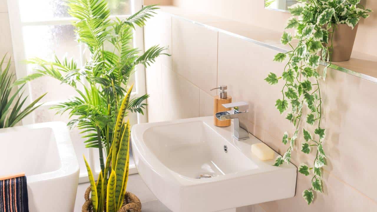 3 plantas que absorvem umidade para coloca no banheiro e evitar fungos!