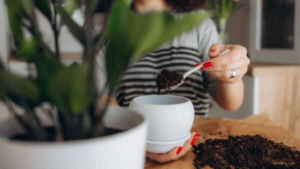 usar CAFÉ para FERTILIZAR suas plantas