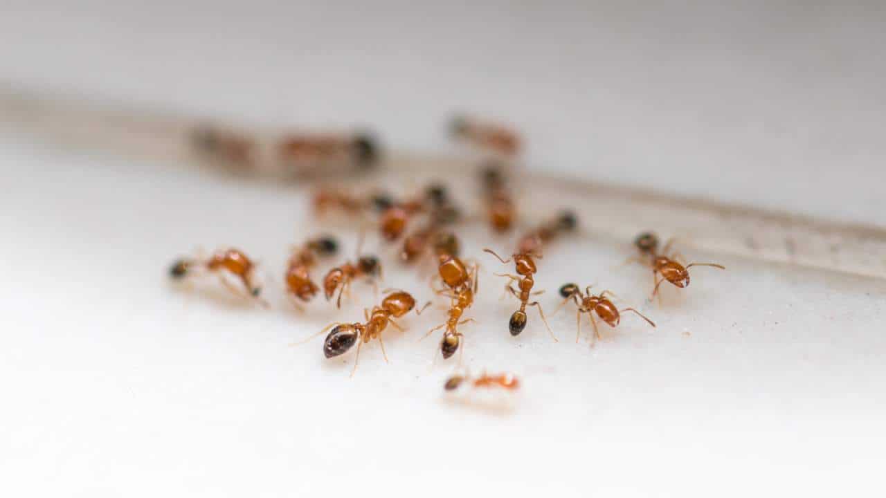 Elimine formigas permanentemente