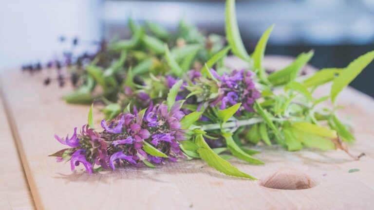 Feng Shui Onde colocar a lavanda