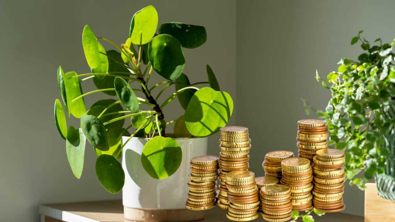 Planta poderosa que atrai dinheiro e abundância para sua casa!