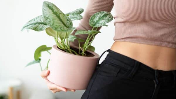 Plantas para perfumar a casa