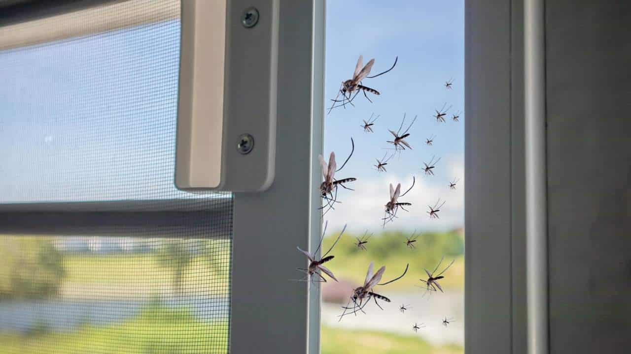 Tempo de mosquitos: 5 plantas que expulsam insetos da sua casa!