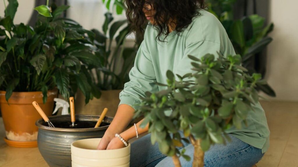 encher o jardim de plantas