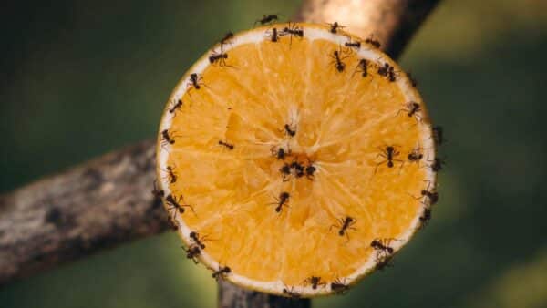 limpar cozinha para afastar formigas e baratas