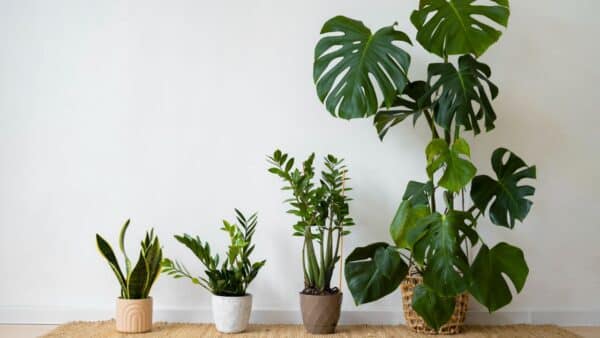 plantas cresçam mais RÁPIDO