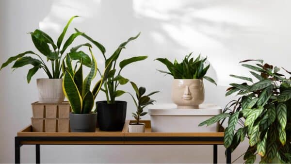 4 plantas que não precisam de tanta luz e toleram a escuridão!