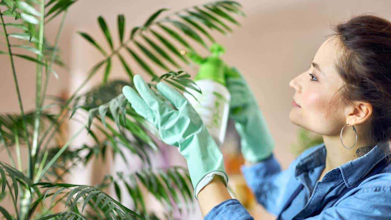 Como usar sabão para proteger suas plantas de pragas?