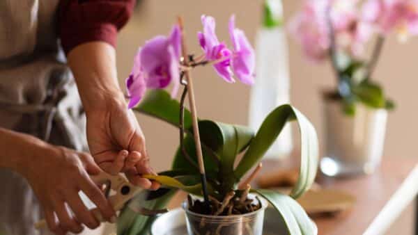 reproduzir suas orquídeas em casa