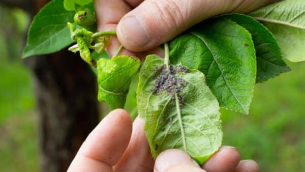 Remédios caseiros com frutas para se livrar de pragas nas plantas