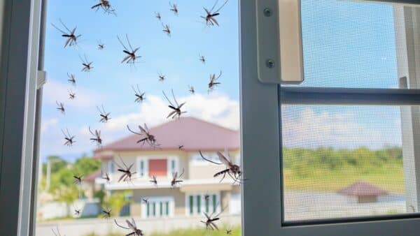 Coisas que atraem mosquitos para casa