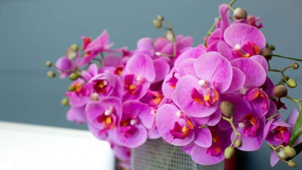 Encha sua orquídea com lindas flores com o tratamento ‘choque’