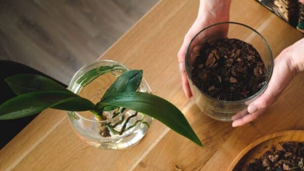 Geleias de água para as plantas