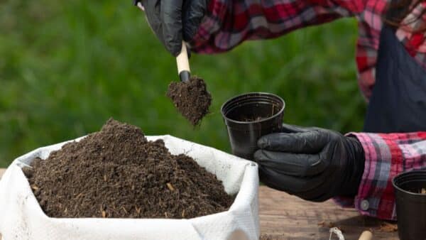 Melhor solo para suas plantas