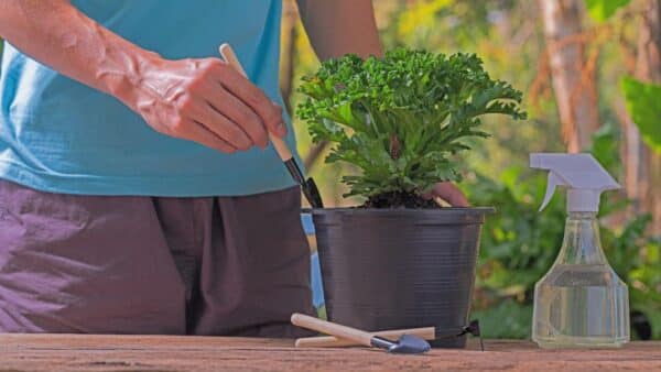 Plantas morrendo? Coloque 1 colher de sopa disso para salvá-las!