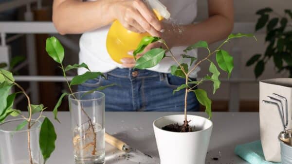 Razão pela qual você NÃO deve usar água de limão em suas plantas