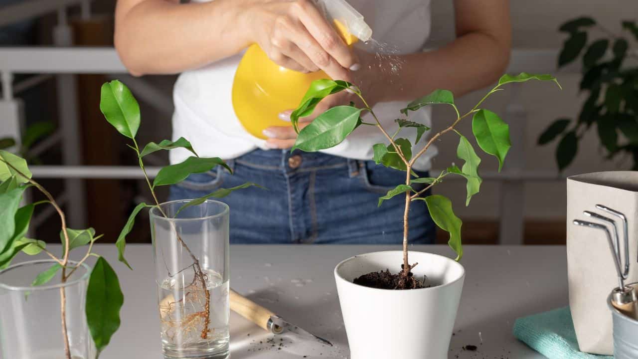 água de limão em suas plantas