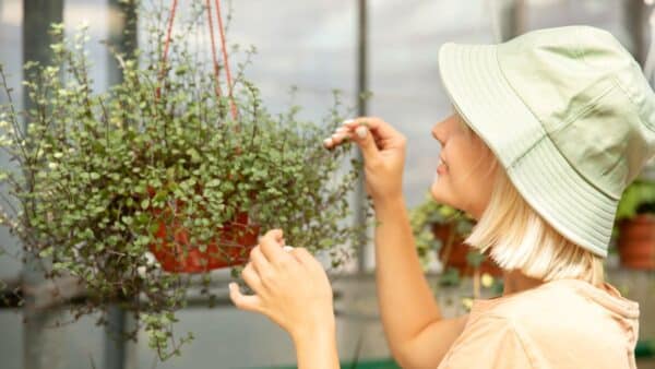 eliminar fungos de suas plantas