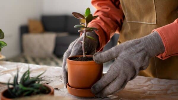 Fertilizante caseiro simples que evita fungos e ajuda a planta florescer!