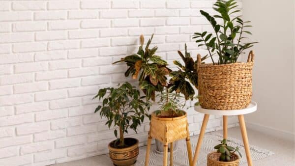 plantas absorvem as energias ruins