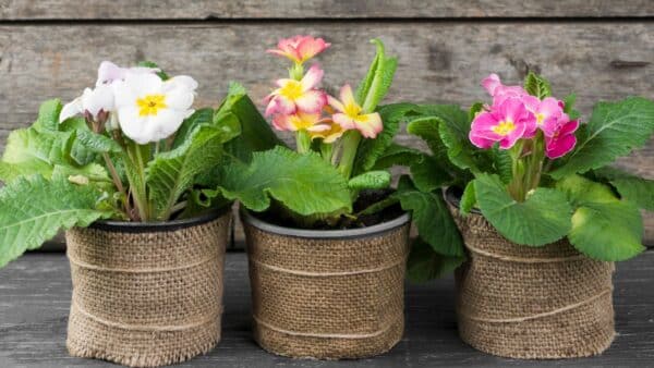 plantas encherem de lindas flores