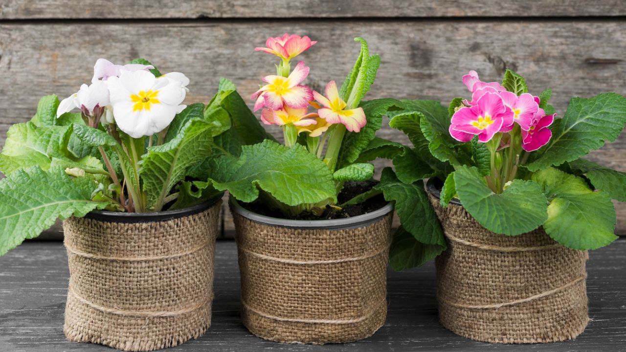 plantas encherem de lindas flores