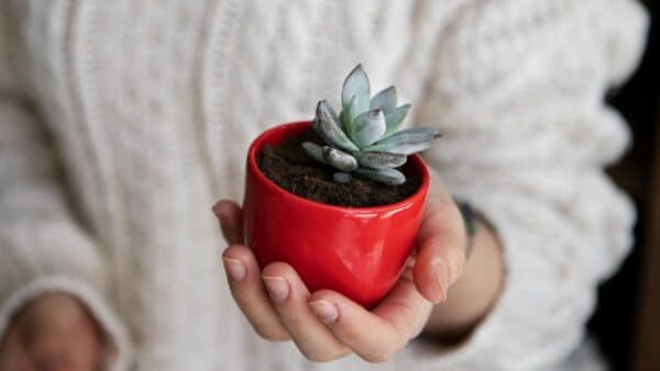 3 plantas suculentas que atraem energia positiva para sua casa