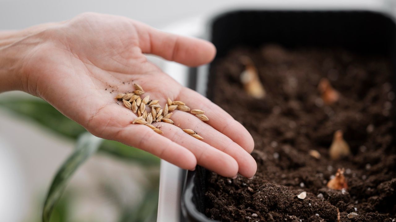 semente para fazer plantas crescerem