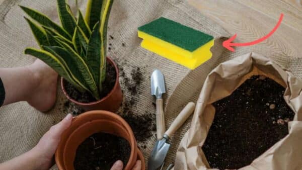 Faça o melhor substrato para suas plantas com esponjas de cozinha