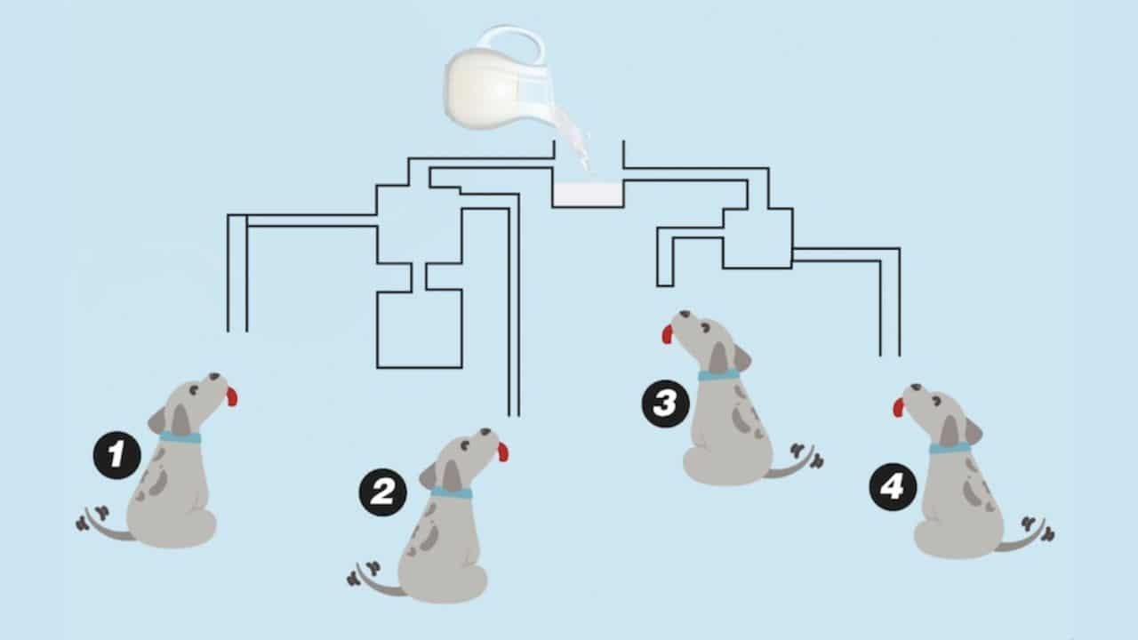 DESAFIO Qual cachorro beberá primeiro