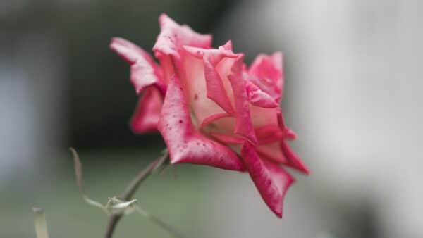 Flor para sua pele