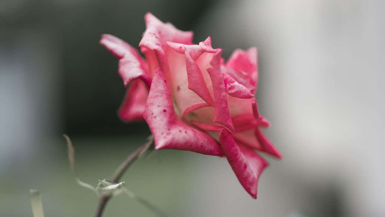 Flor para sua pele