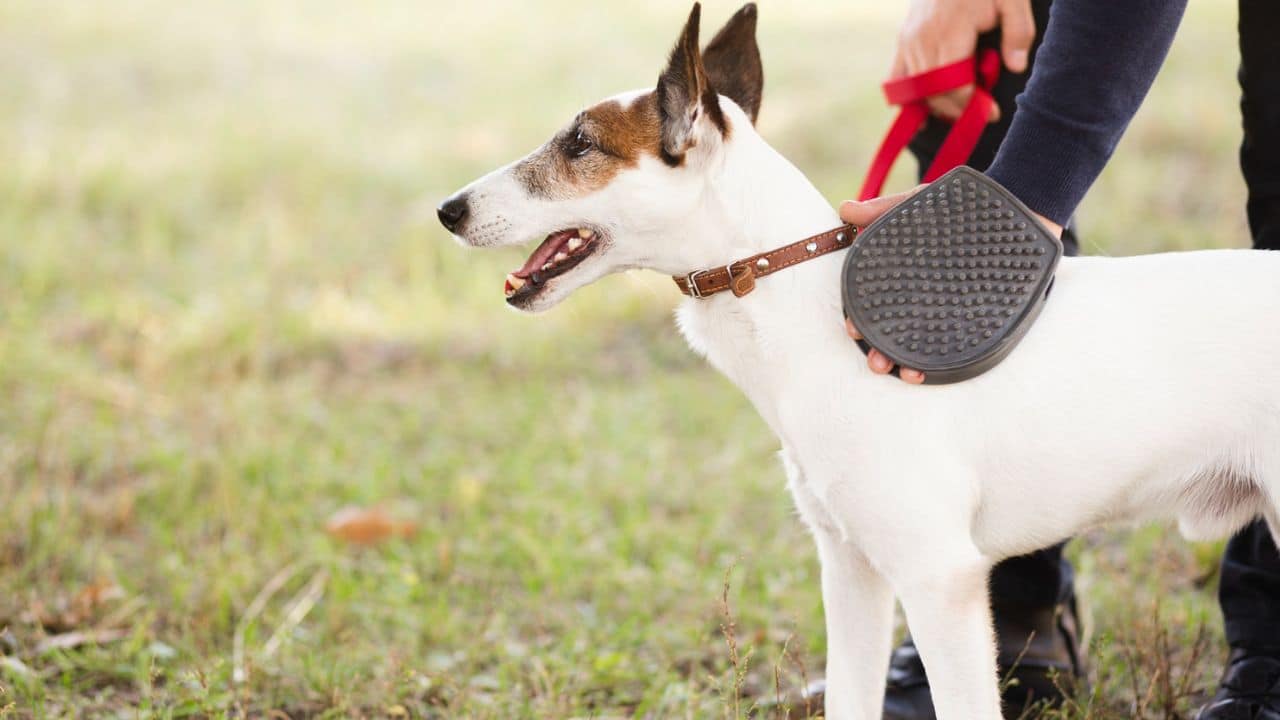 coleira do cachorro contra carrapatos