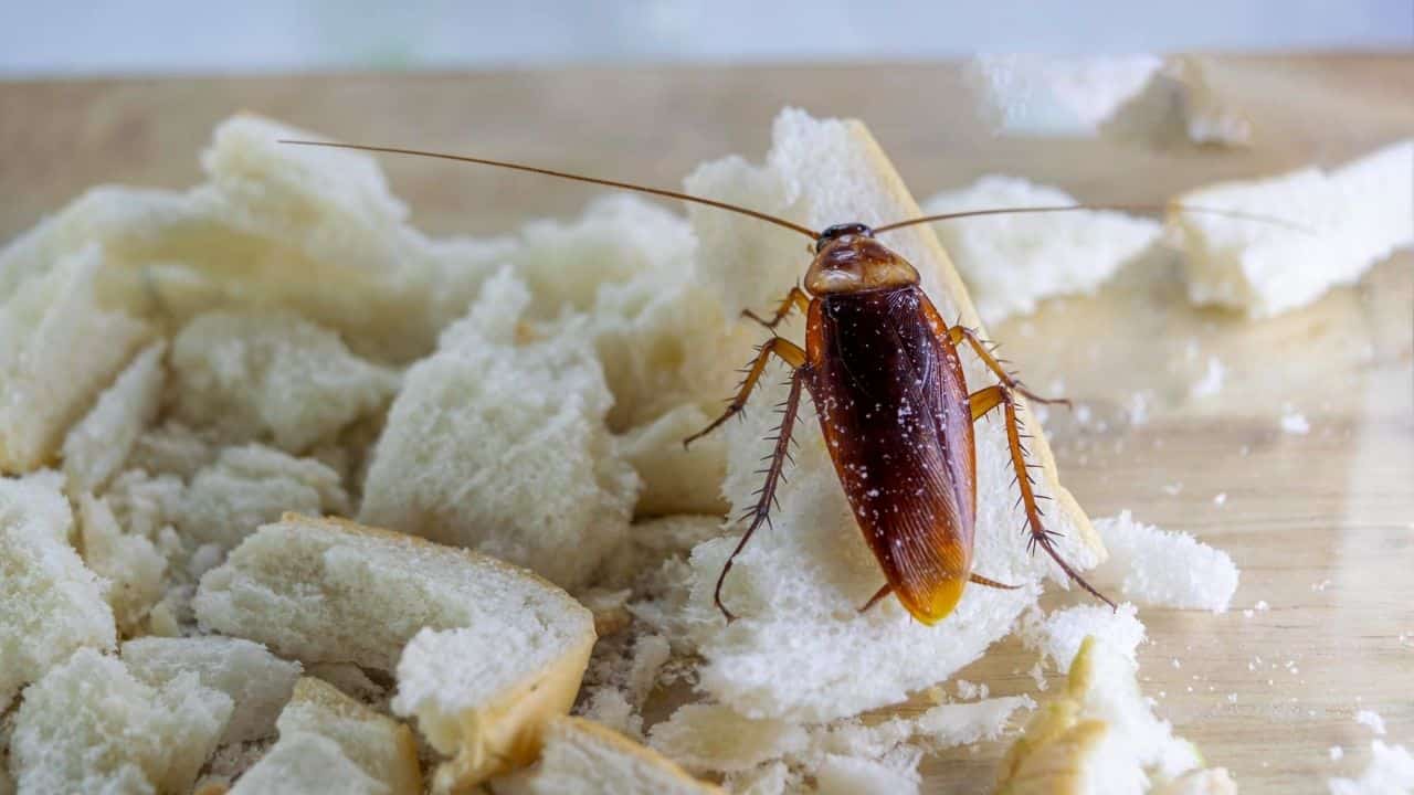 Truque da cebola em pó que funciona para eliminar as baratas!