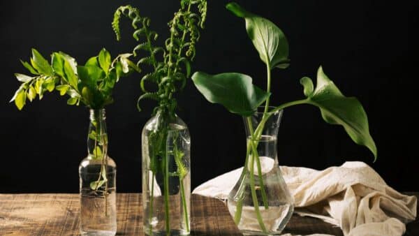 plantas aromáticas que crescem na água