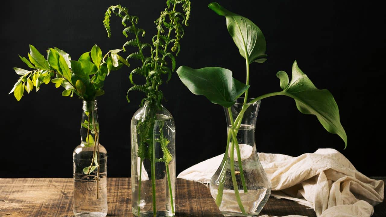 plantas aromáticas que crescem na água