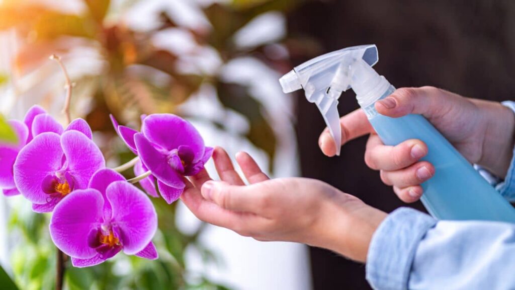 recupera qualquer orquídea