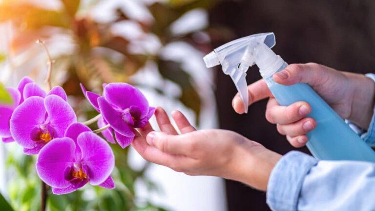 recupera qualquer orquídea