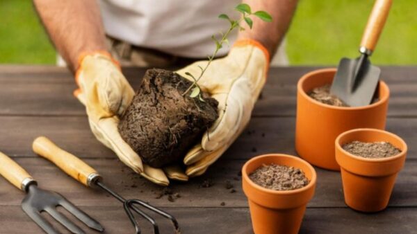 cuidar das suas plantas