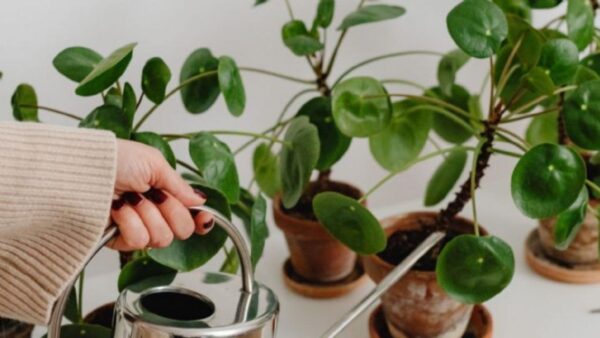 reviver suas plantas em poucos dias