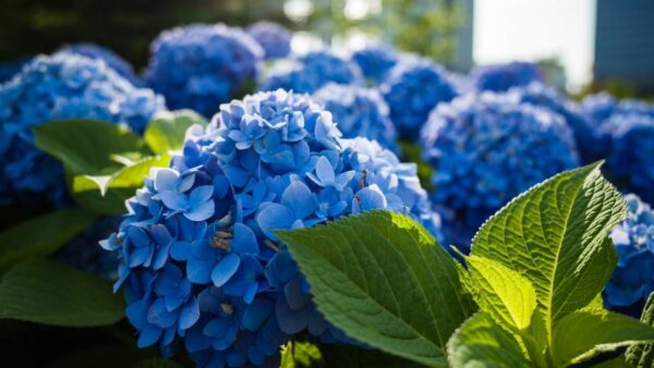 flores de sua hortênsia!