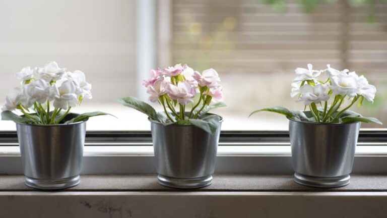 plantas crescem mais rápido na janela