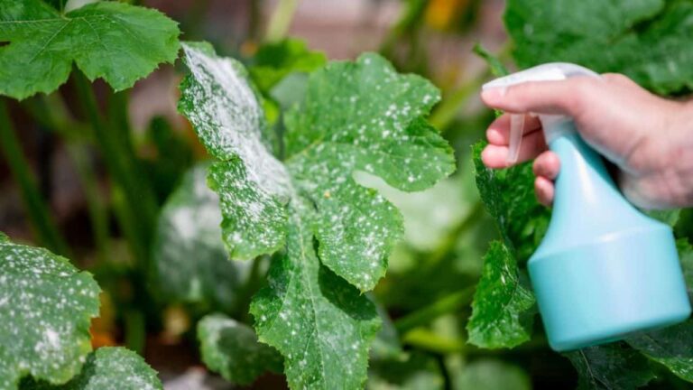 Fertilizante de leite caseiro para planats